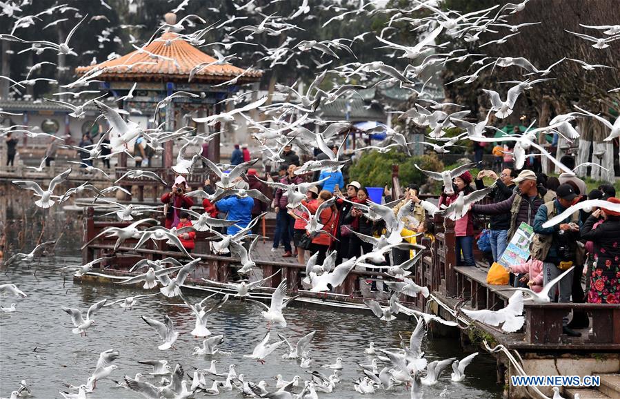 CHINA-YUNNAN-KUNMING-BLACK-HEADED GULL-NEW YEAR HOLIDAY (CN)