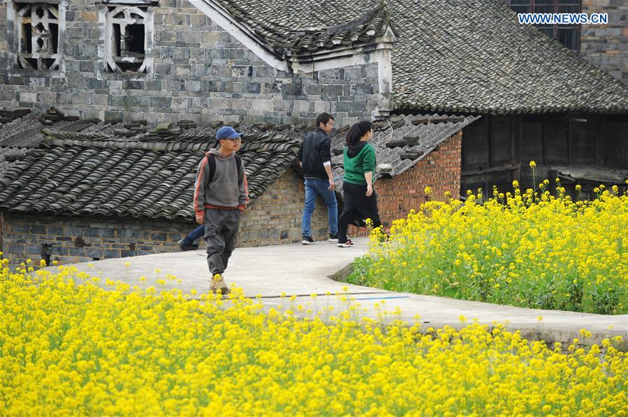 CHINA-GUIZHOU-COLE FLOWER-SCENERY (CN)