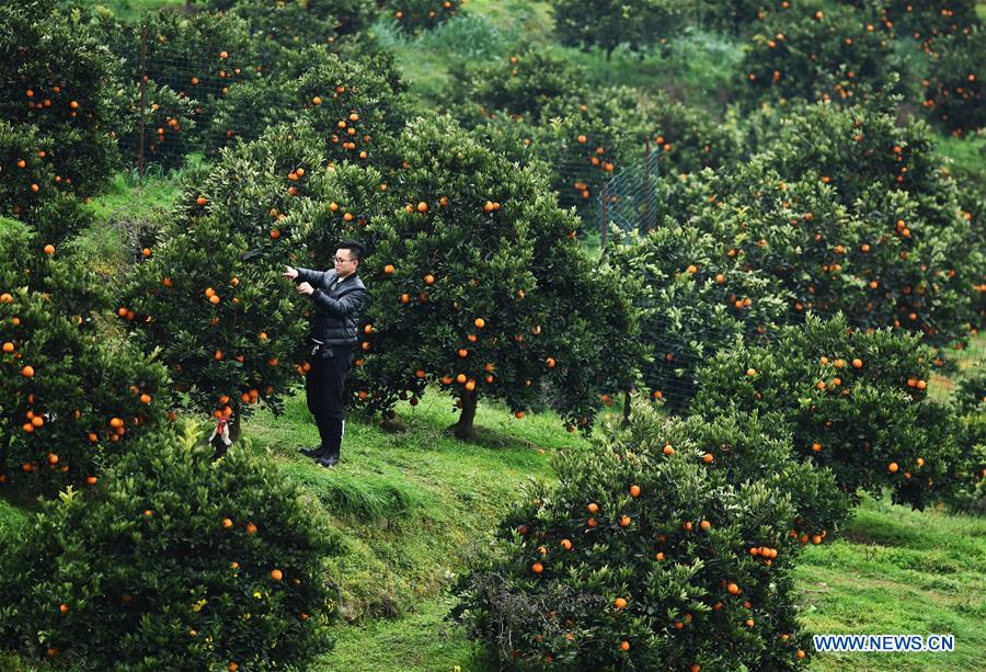 CHINA-CHONGQING-FENGJIE-NAVEL ORANGE (CN)