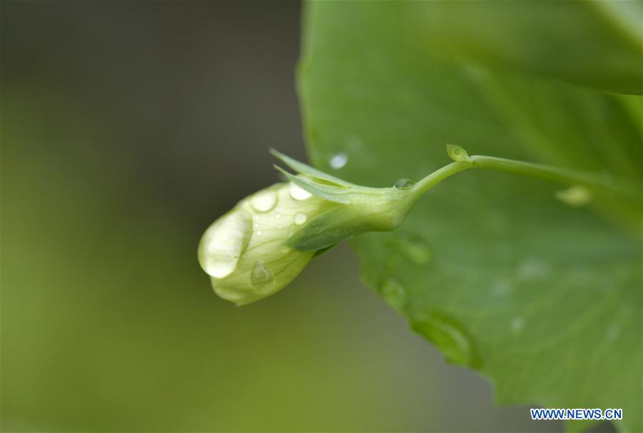 #CHINA-HUBEI-ENSHI-SPRING-FLOWERS (CN)