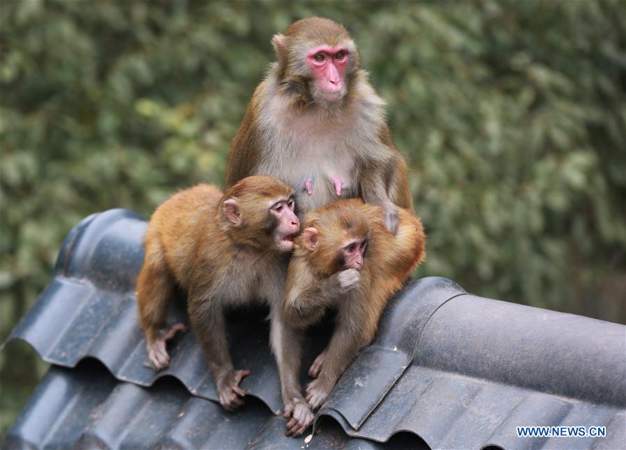 #CHINA-HUNAN-SPRING-MACAQUES(CN)