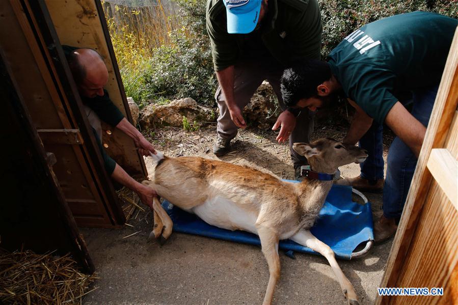 MIDEAST-JERUSALEM-PERSIAN FALLOW DEER-RELEASE