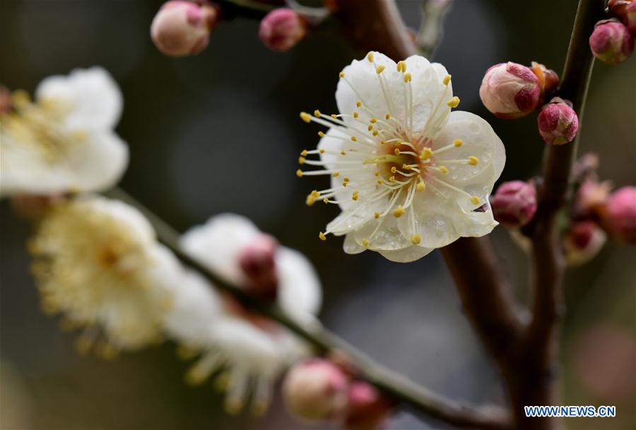 #CHINA-SHANDONG-SPRING-FLOWERS (CN)