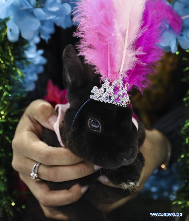 U.S.-HOUSTON-RABBIT-CAVY-COSTUME CONTEST