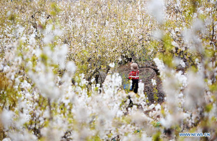 CHINA-SHAANXI-CHERRY FLOWERS (CN)