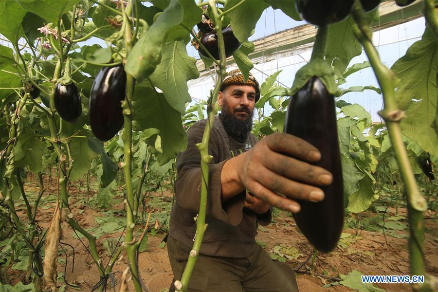 MIDEAST-GAZA-FARM-DAILY-LIFE