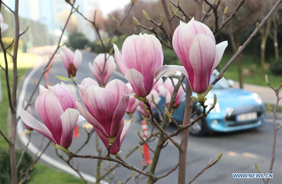 TURKEY-ISTANBUL-FLOWERS