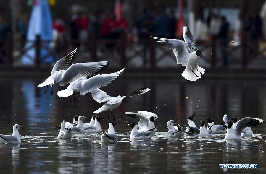 CHINA-NINGXIA-YINCHUAN-BLACK-HEADED GULLS (CN)