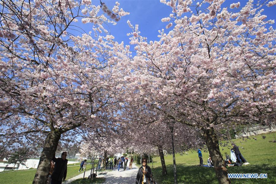 SWITZERLAND-LAUSANNE-CHERRY BLOSSOMS