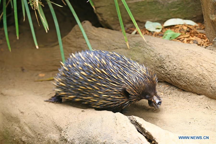 AUSTRALIA-ADELAIDE-ZOO