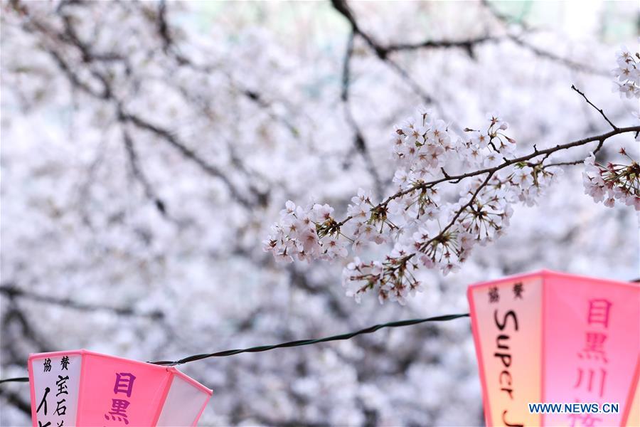 JAPAN-TOKYO-MEGURO RIVER-CHERRY BLOSSOM