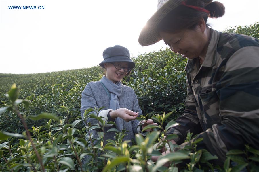 CHINA-ANJI-TEA BUSINESS (CN)