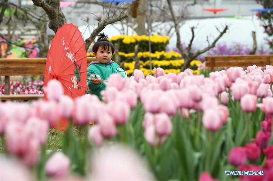 CHINA-GANSU-YUZHONG-TULIP (CN)