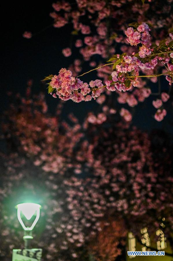 GERMANY-BONN-CHERRY BLOSSOM