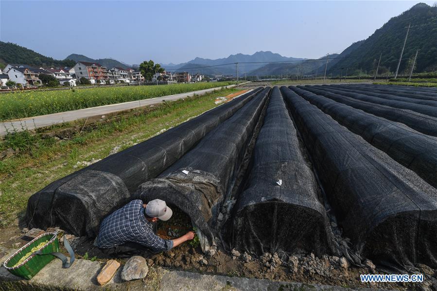 CHINA-ZHEJIANG-JIANDE-TEA (CN)