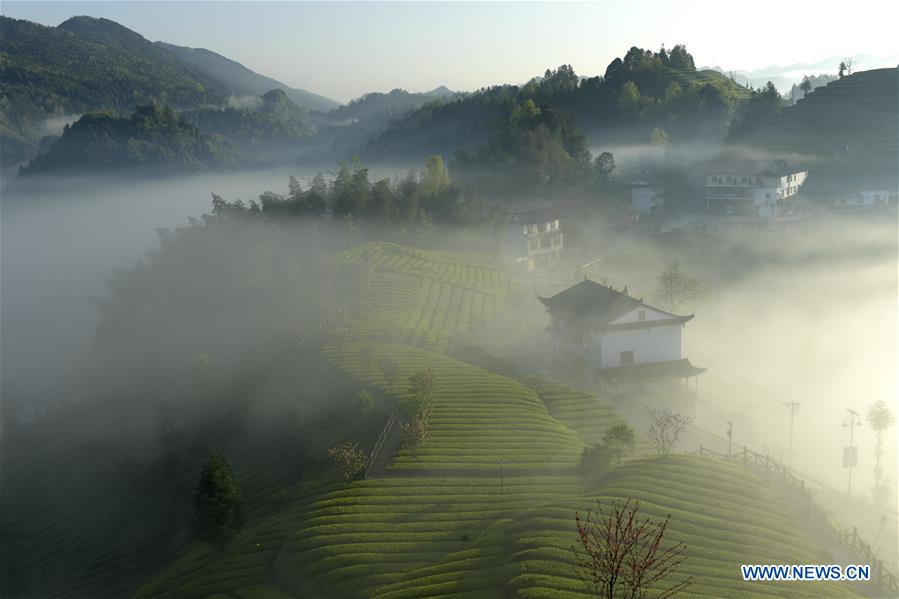 #CHINA-HUBEI-ENSHI-FOG-TEA PLANTATION(CN)