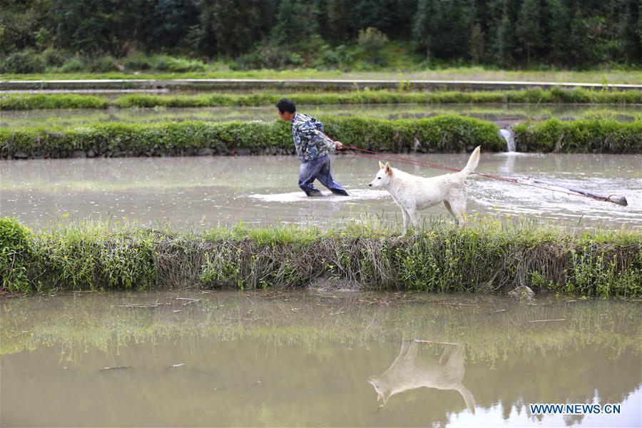 #CHINA-SPRING-SCENERY(CN)