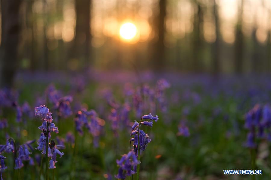 BELGIUM-BRUSSLES-NATURE-BLUEBELLS