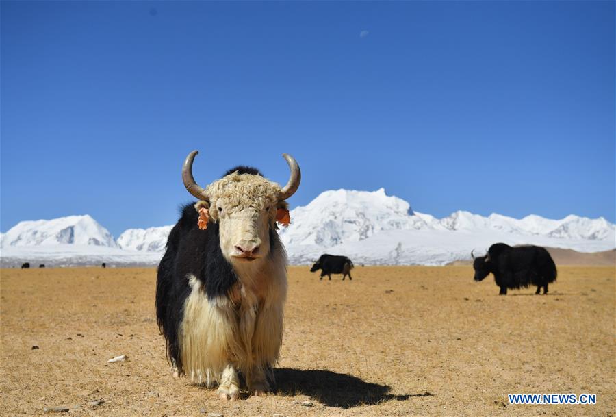 CHINA-TIBET-MOUNT SHISHAPANGMA (CN)