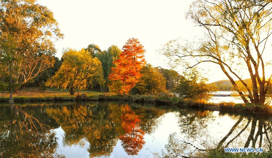 AUSTRALIA-CANBERRA-AUTUMN-SCENERY