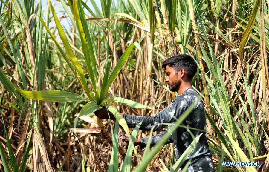 KASHMIR-JAMMU-SUGARCANE