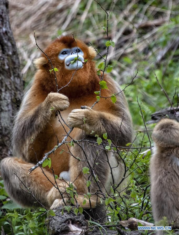 CHINA-HUBEI-SHENNONGJIA-GOLDEN MONKEY (CN)