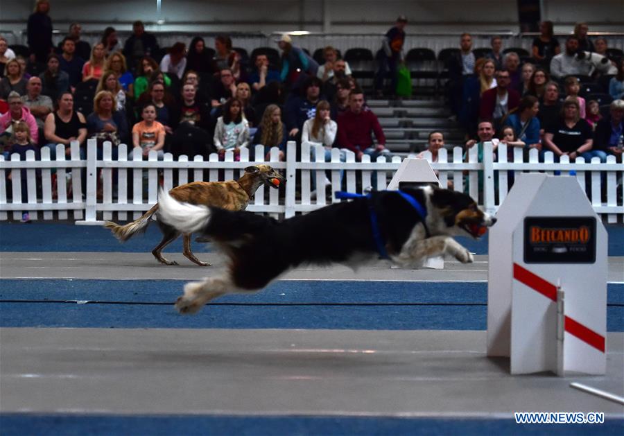 GERMANY-DORTMUND-DOG-CAT-EXHIBITION