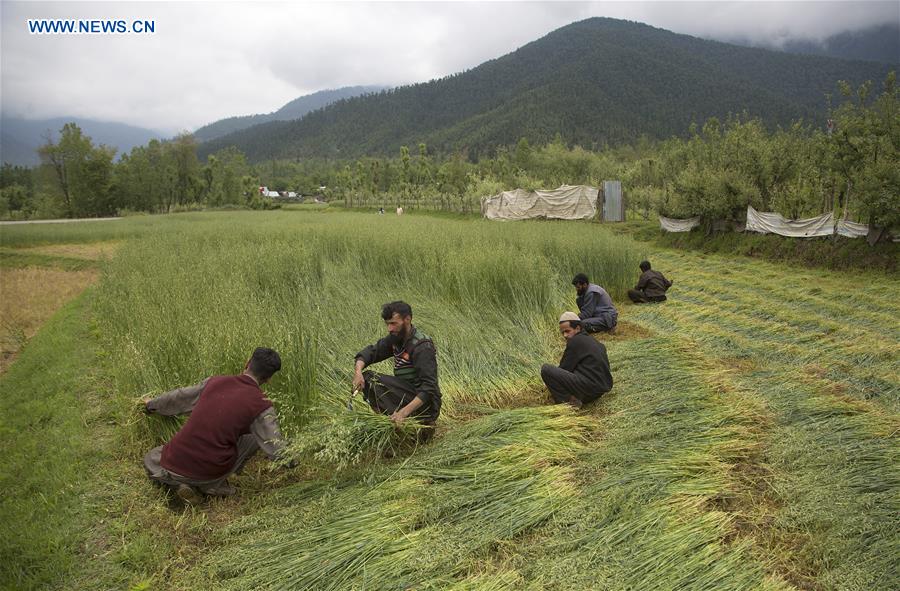 KASHMIR-DAILY LIFE