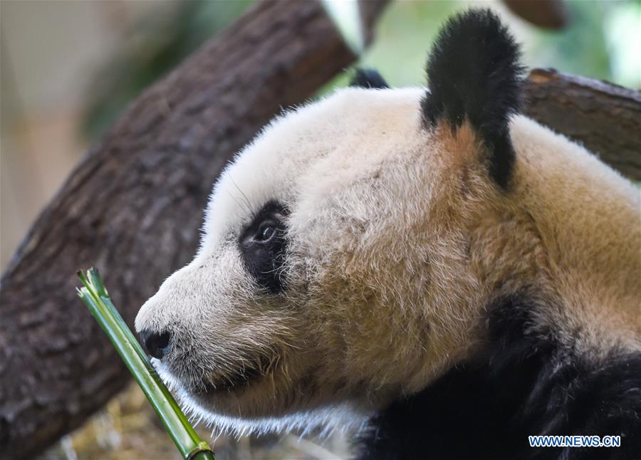 AUSTRIA-VIENNA-GIANT PANDA-YUAN YUAN