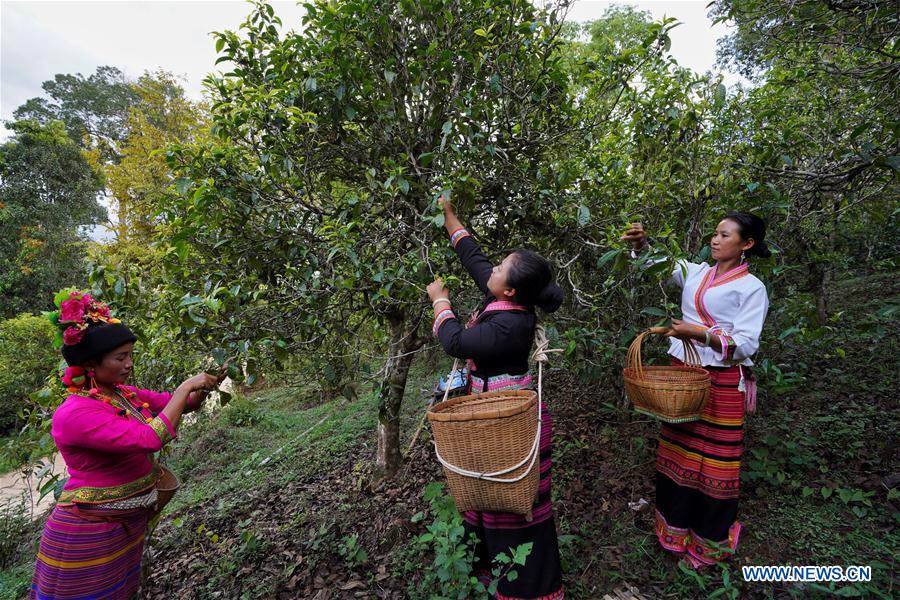 CHINA-YUNNAN-BULANG MOUNTAIN-TEA INDUSTRY (CN)