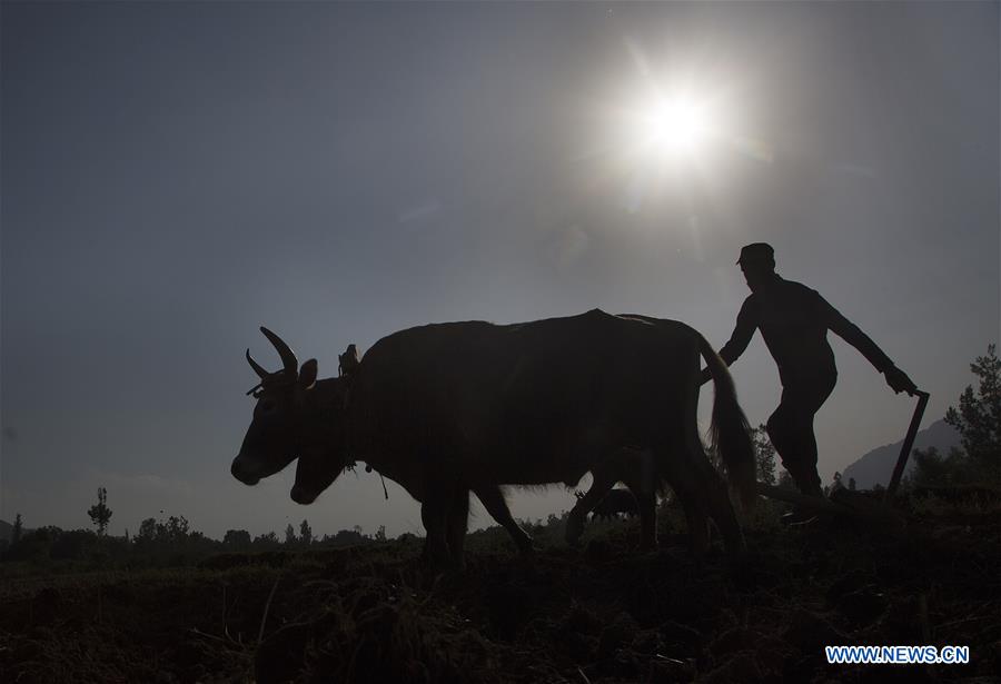 KASHMIR-SRINAGAR-PADDY FIELDS