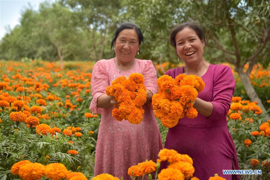 CHINA-XINJIANG-SHACHE-MARIGOLD-HARVEST (CN)