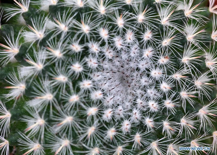 #CHINA-JIANGSU-NANTONG-GREEN EXPO GARDEN-FLOWER(CN)