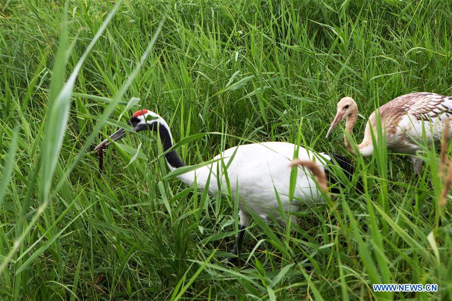 CHINA-HEILONGJIANG-WETLAND PROTECTION (CN)