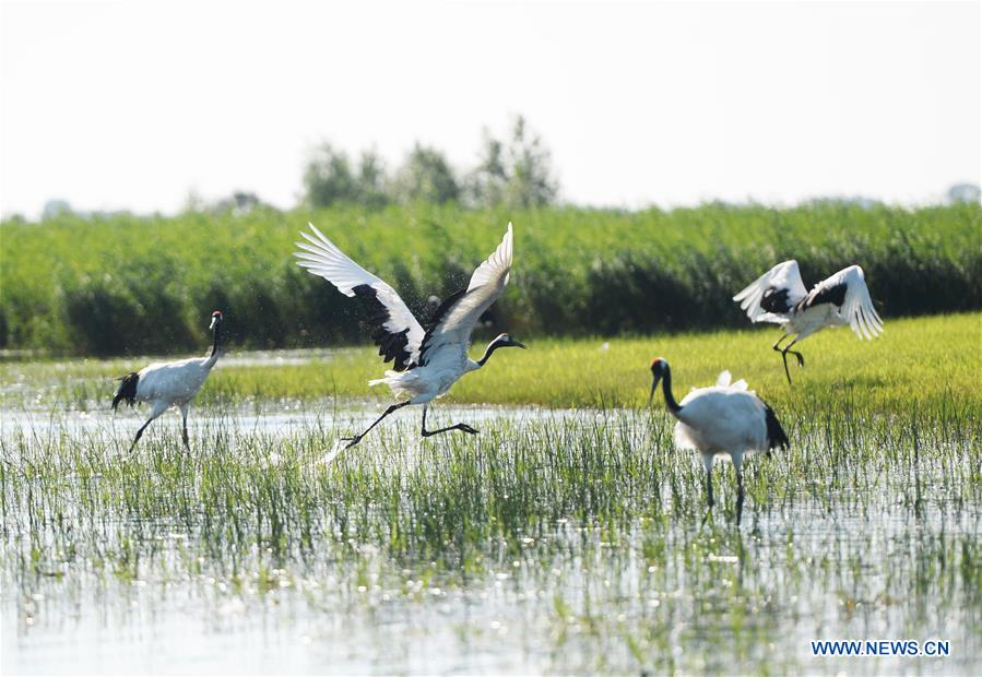 CHINA-HEILONGJIANG-WETLAND PROTECTION (CN)