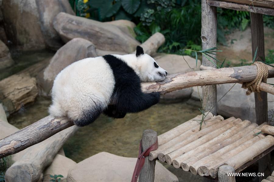 MALAYSIA-KUALA LUMPUR-GIANT PANDA CUB-NAMING-YI YI