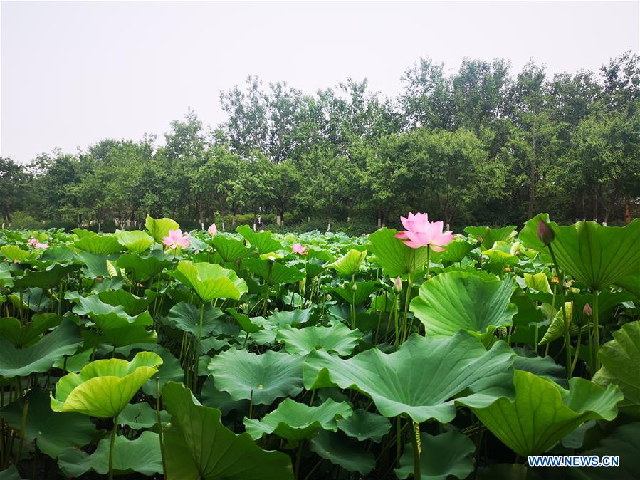 (BeijingCandid)CHINA-BEIJING-SUMMER (CN)