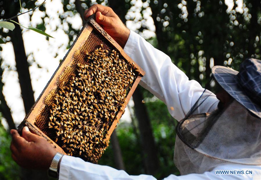 PAKISTAN-PESHAWAR-HONEY COLLECTION