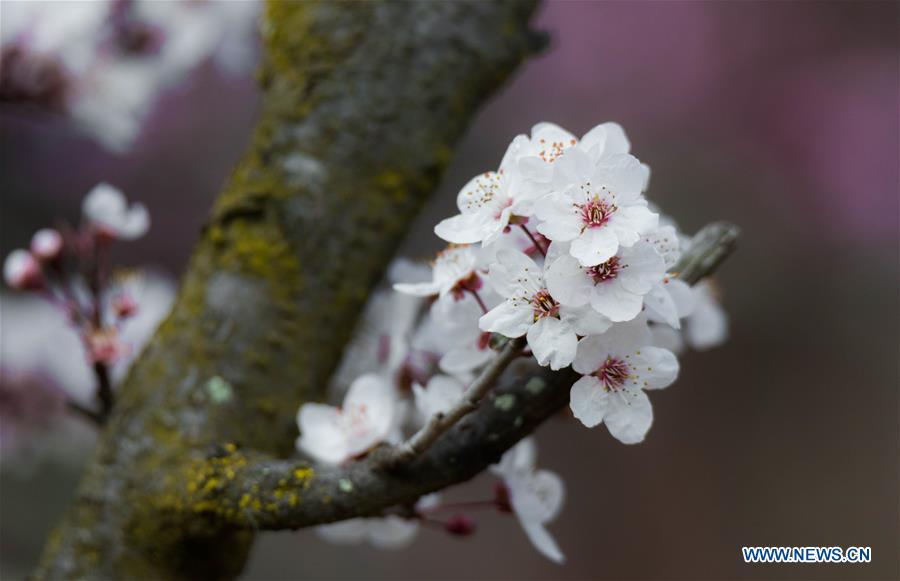 AUSTRALIA-CANBERRA-CHERRY BLOSSOMS