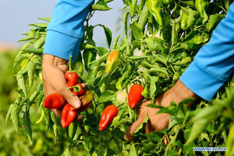 MIDEAST-GAZA-RED CHILI PEPPER