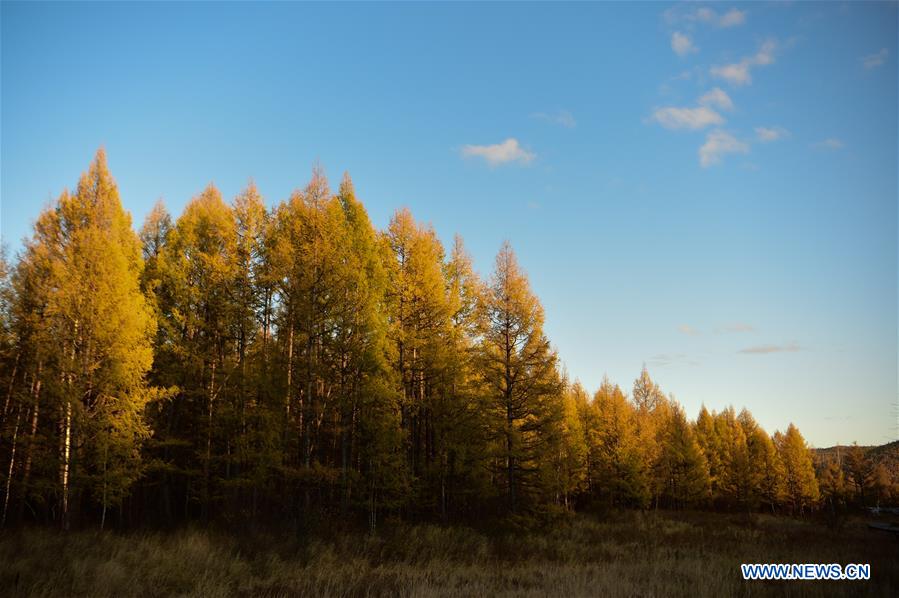 CHINA-INNER MONGOLIA-WETLAND PARK-AUTUMN SCENERY (CN)