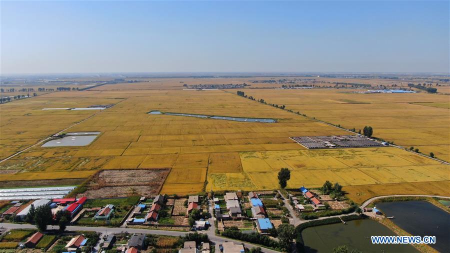 CHINA-LIAONING-SHENYANG-HARVEST (CN)