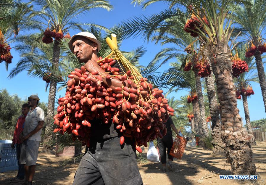 MIDEAST-GAZA-DATES-HARVEST