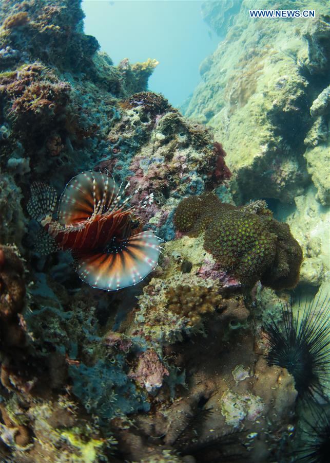 CHINA-HAINAN-LINGSHUI-CORAL REEF (CN)