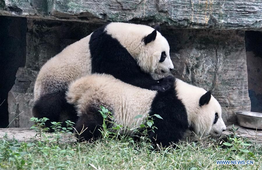 CHINA-BEIJING-ZOO-GIANT PANDA TWINS-DEBUT(CN)