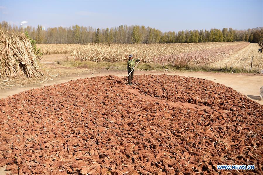 CHINA-INNER MONGOLIA-HARVEST (CN)