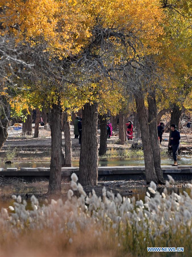 CHINA-INNER MONGOLIA-EJIN-POPULUS EUPHRATICA-SCENERY (CN)