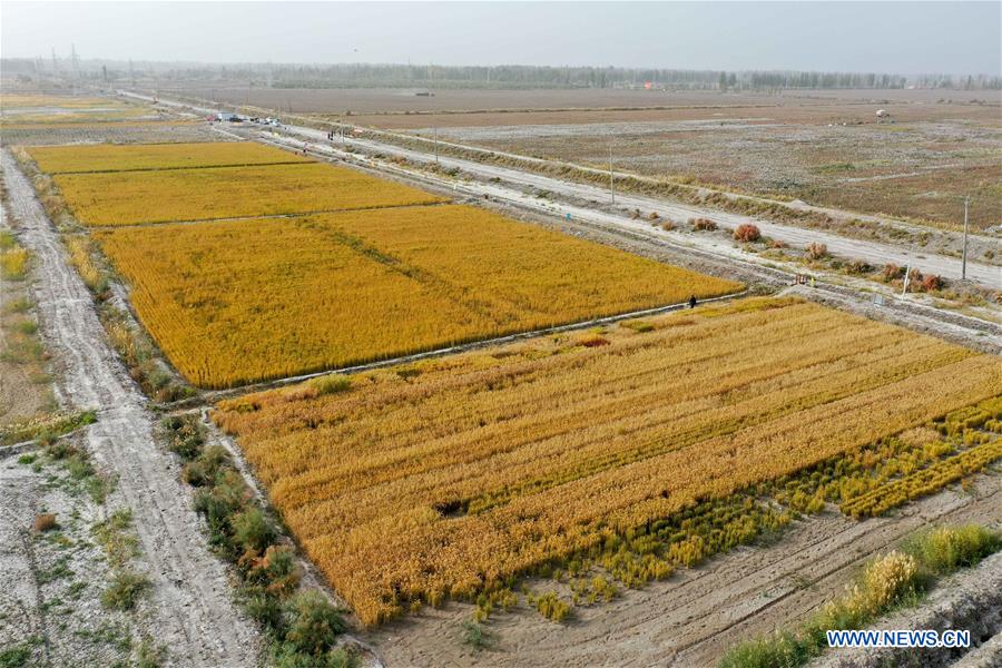 (EyesonSci)CHINA-XINJIANG-SALINE SOIL RICE (CN)