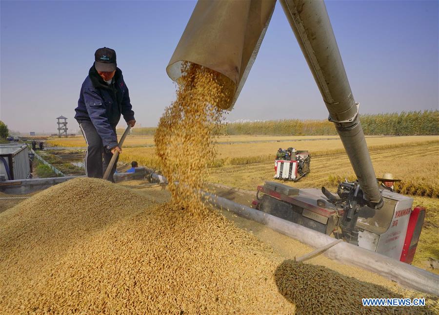 CHINA-HEBEI-RICE-HARVEST (CN)