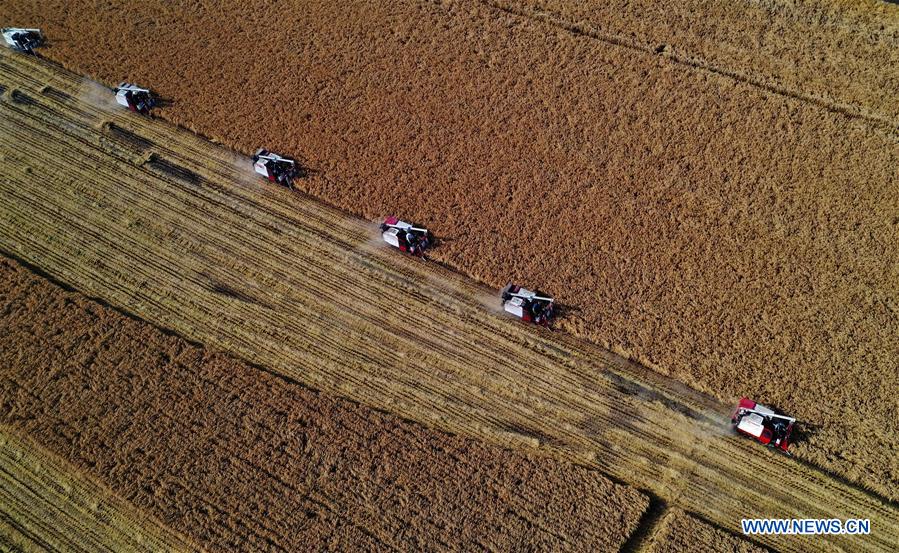 CHINA-HEBEI-RICE-HARVEST (CN)